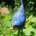 Blumenstecker Vogel in Blau