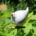 Blumenstecker Vogel in Weiss