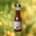 Mango Ketchup